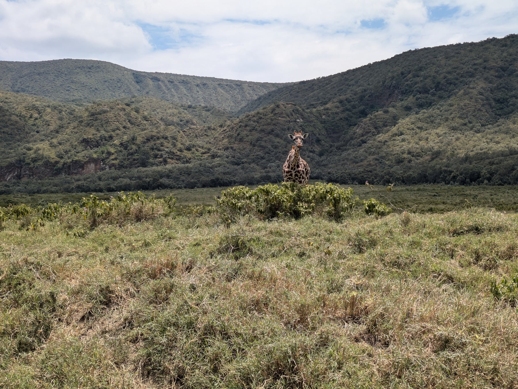 A giraffe standing in a green valley at Mundui Conservancy